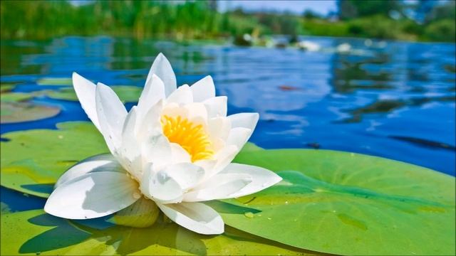 А.В.Клюев - Сила Мысли - Сила Потока смотреть онлайн