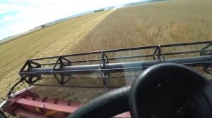 Начало уборочной 2024. Работаю на новом комбайне РСМ 161. 8 серия.