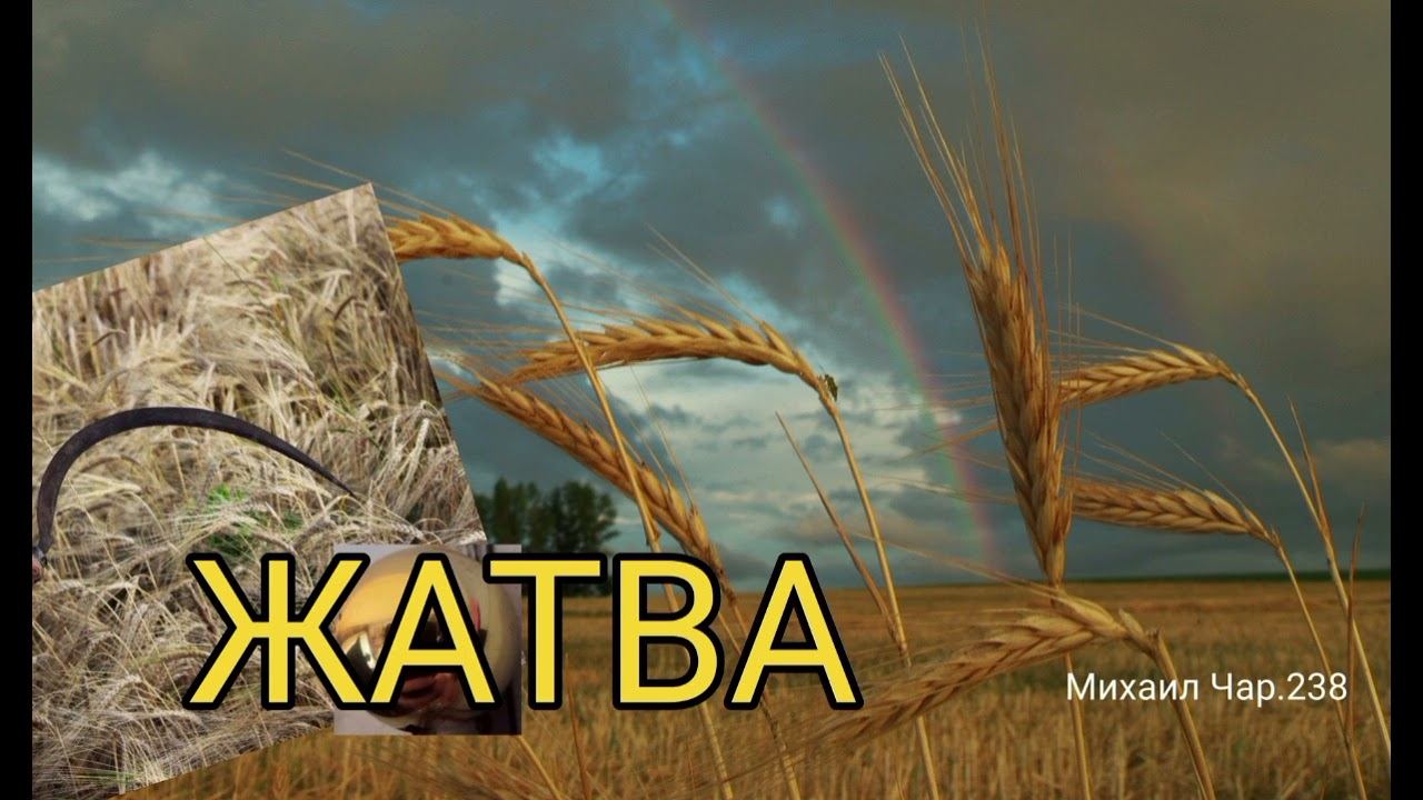 ЖАТВА 13.11.24 смотреть онлайн