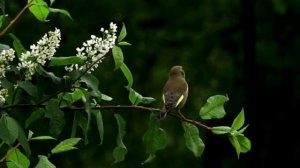 Зеленушка на ветке черемухи
