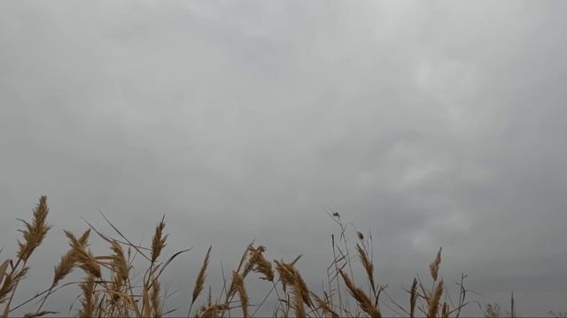 Утка-дя смотреть онлайн