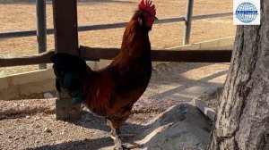 3 часть NIRVANA DOLCE VITA 5 * Лакшери отели Кемера