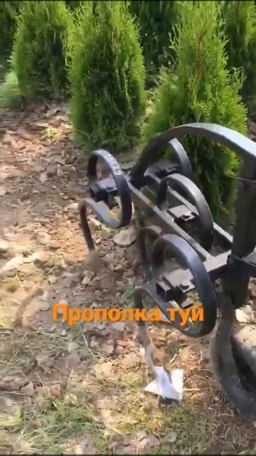 Как мы боремся с сорняками в питомнике туй Ирины Любченко? смотреть онлайн