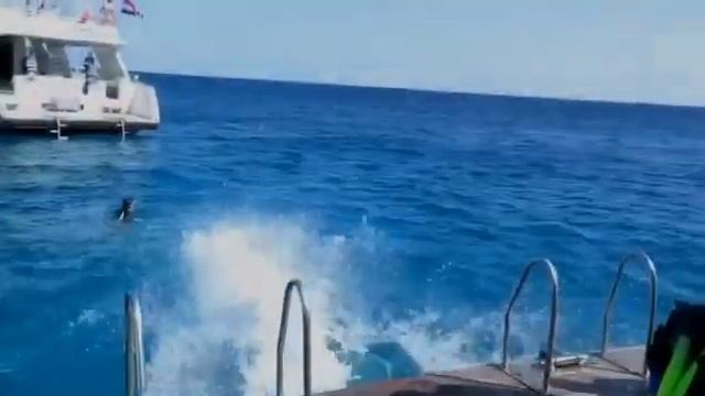 Как быстро одеться перед дайвом: полезный лайфхак для дайверов/ Helpful life hack for divers смотреть онлайн