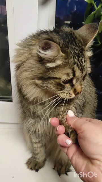 Кот Арбуз смотреть онлайн