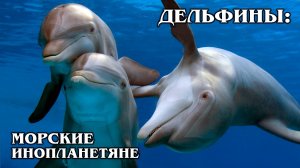 Дельфины: Юмористы подводного мира  | Интересные факты про дельфинов