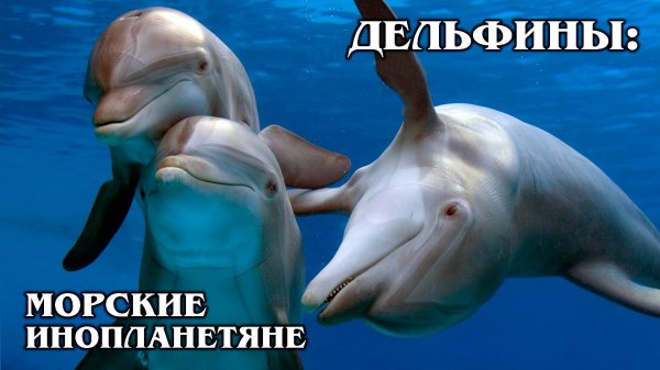 Дельфины: Юмористы подводного мира | Интересные факты про дельфинов