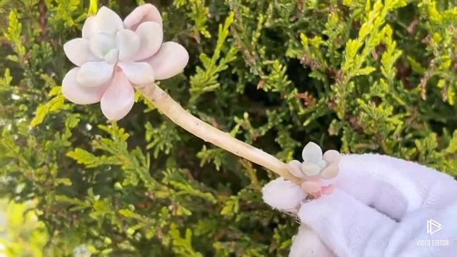 Graptopetalum Ellen смотреть онлайн