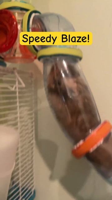 Blaze is like the hamster flash! ⚡️ смотреть онлайн
