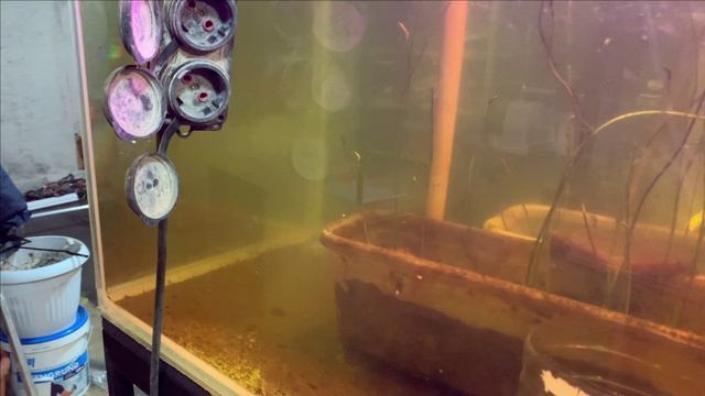 Пруд в гараже.Текущее.Поведение рыбы смотреть онлайн