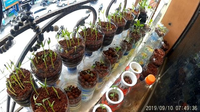 Time-lapse water spinach ipomoea aquatica смотреть онлайн