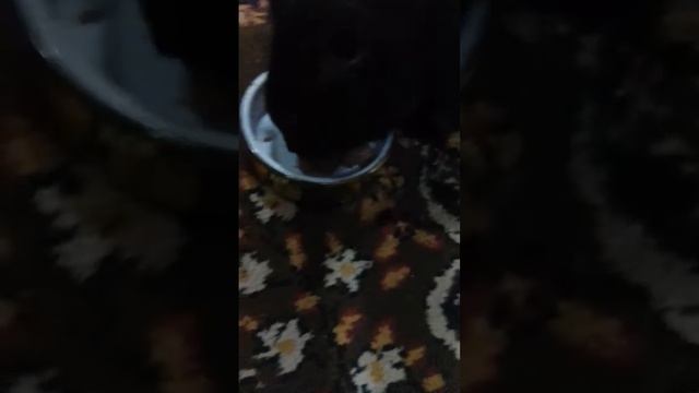 честный в ресторан киска на киска смотреть онлайн