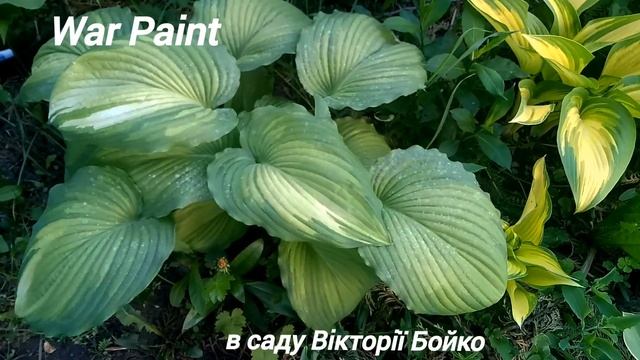 хоста War Paint смотреть онлайн