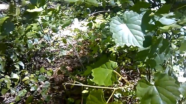 Wild Edibles --- Deerberry смотреть онлайн