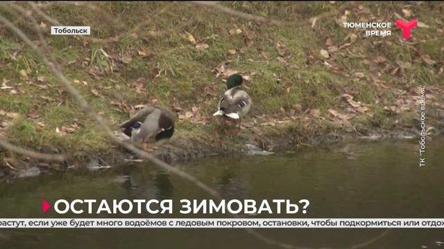 Остаются зимовать? | Тобольск смотреть онлайн
