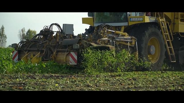 🟡Cukrová repa 2023 - ROPA Tiger 6S R-Concept, CLAAS Axion 950, FENDT 936 Vario смотреть онлайн