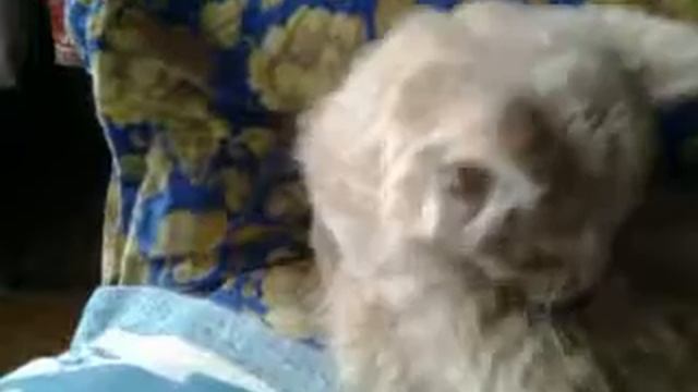 Видео0053.mp4 смотреть онлайн