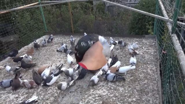 Николаевские голуби. Любовь к голубям. смотреть онлайн
