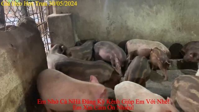 Giá Heo Hơi Trưa 30/5/2024//Thị Trường Ổn Định: Tăng Nhẹ Một Vài Địa Phương Phía Nam смотреть онлайн