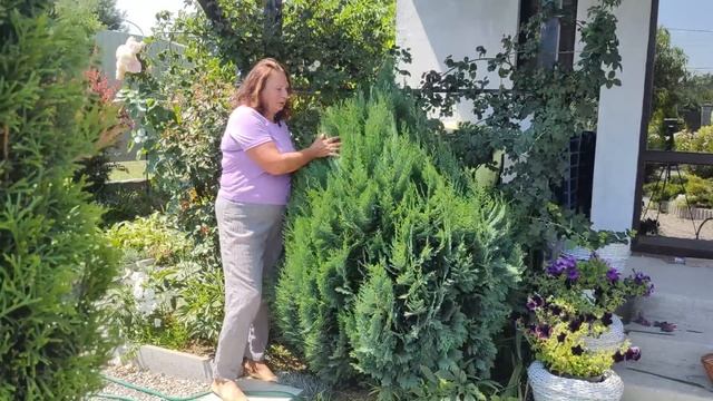 БЫСТРОРАСТУЩЕЕ ХВОЙНОЕ ДЕРЕВО ДЛЯ ЖИВОЙ ИЗГОРОДИ | Какое хвойное быстро растет смотреть онлайн