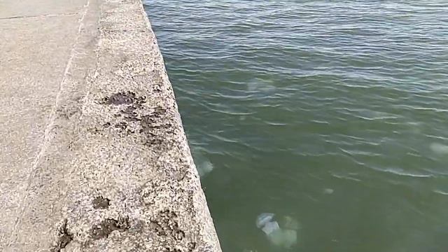 Бердянск 27.07.21 третий пляж логово медуз смотреть онлайн
