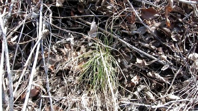 1 АПРЕЛЯ. В ВЕСЕННЕМ ЛЕСУ. смотреть онлайн