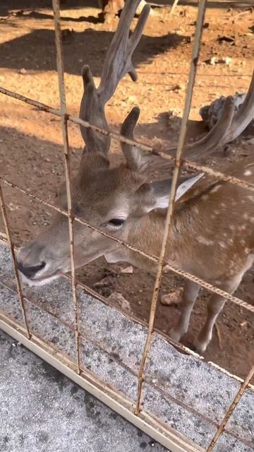 Зоопарк в Анталии Турция смотреть онлайн