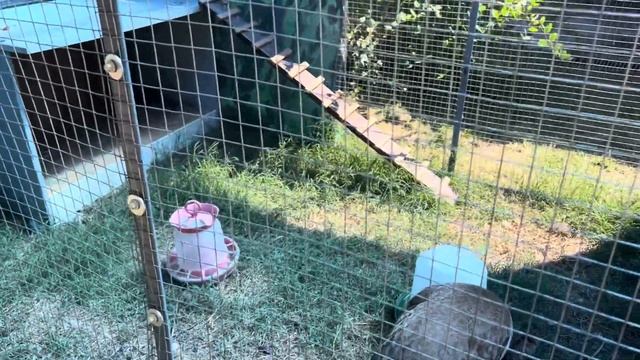 Экскурсия по пансионату Айтар. Лето 2024. Абхазия. Сухум. смотреть онлайн