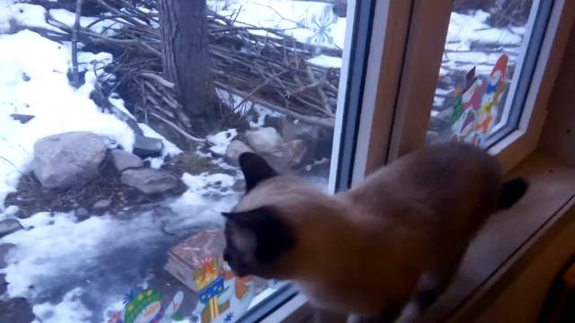 К нам на участок зашёл котик, и Вася за ним наблюдает смотреть онлайн