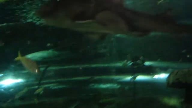 Франция Аквариум в Париже смотреть онлайн