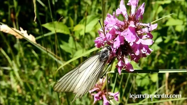 Black-veined white butterfly, Aporia crataegi смотреть онлайн