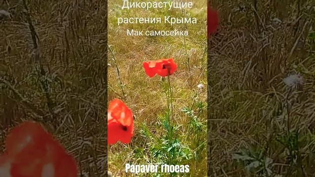 Ю.Антонов Маки #растения #крым #shortvideo #shortsvideo #crimea #дикаяприрода смотреть онлайн