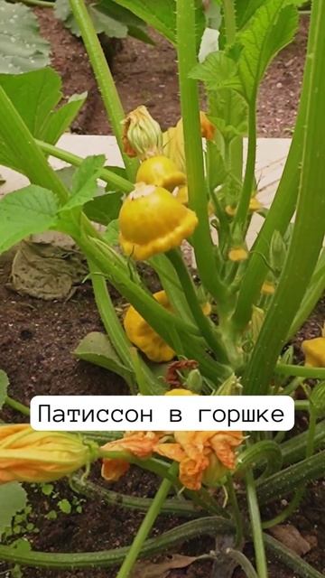 Выращивание патиссона ЗОЛОТОЙ ПАВЛИН F1 в горшке 🪴 ☀️ смотреть онлайн