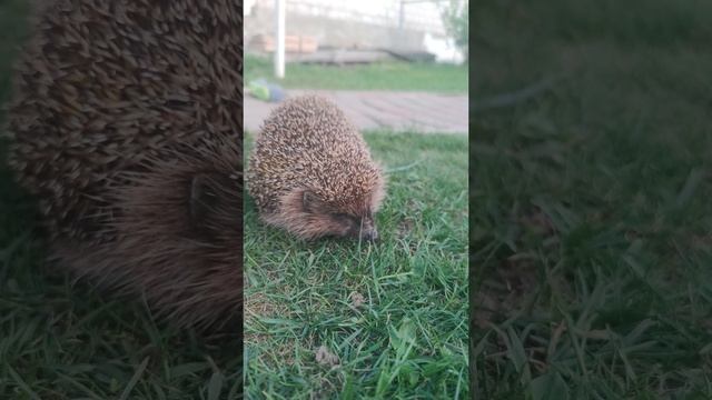 нашли ёжика смотреть онлайн