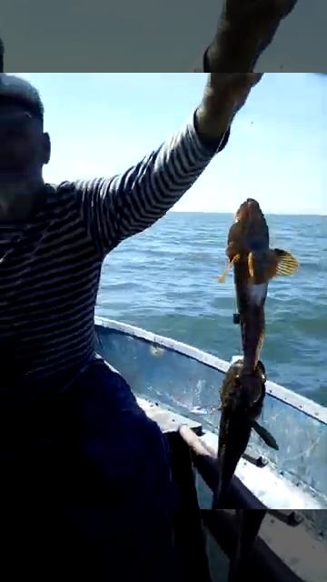 Большой улов бычков! Юрьевка смотреть онлайн