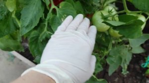 Гибрид томата Деревенский F1. Белокрылка в теплице.