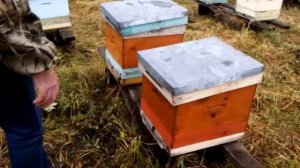 Многокорпусное пчеловодство в Сибири!