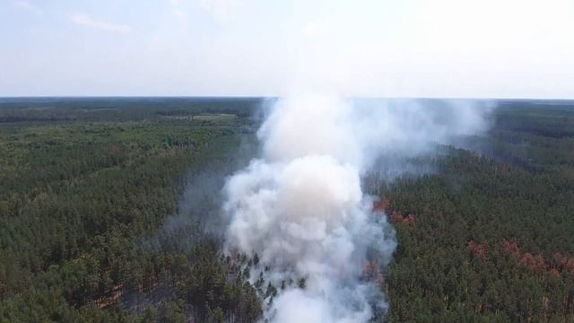Пожар в лесу смотреть онлайн