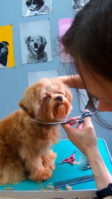 Я подарю вам мальтипу 😉 #милыеживотные #груминг #стрижкасобак #мальтипу #калуга #щеночки #ютуб смотреть онлайн
