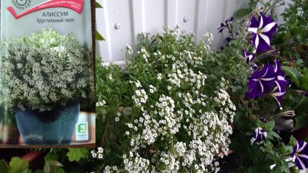 Посев АЛИССУМА и его последующая пересадка в отдельные стаканчики.