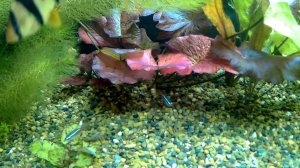 результат применения Tetra AlguMin Plus