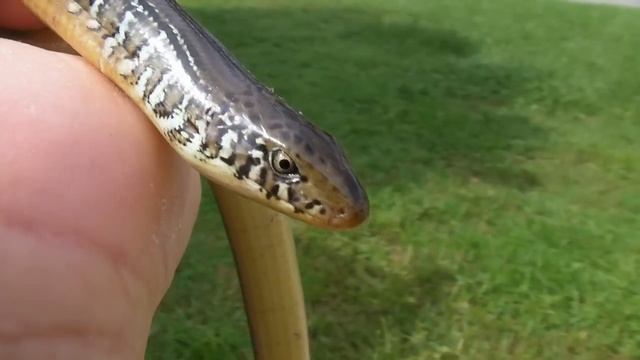 Eastern Glass Lizard (Ophisaurus ventralis) (Glass Snake) смотреть онлайн