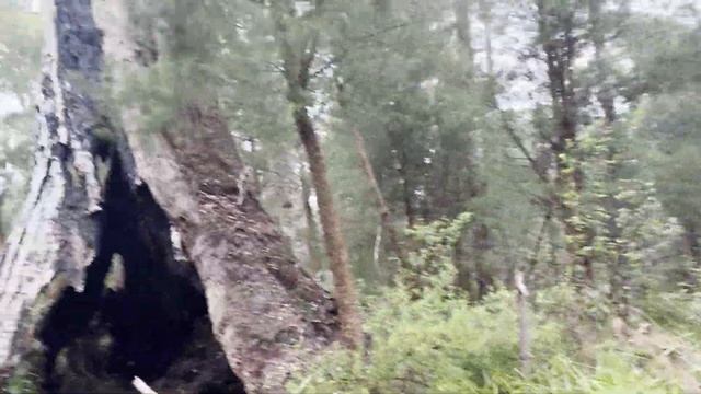 Путешествие по ЗАПАДНОЙ АВСТРАЛИИ ч.2 Tree Top Walk/Wellington Dam смотреть онлайн