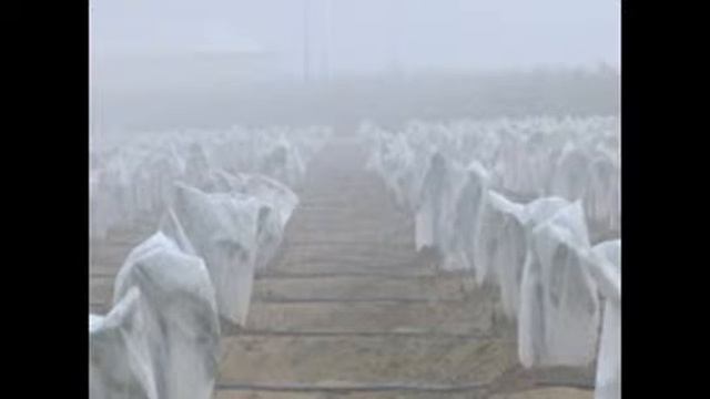 "Tree gloves" protect citrus orchards смотреть онлайн