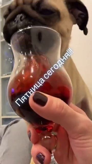 Жора и пятница) # #жорамопс #мопсжора #милота #пэт #мопсик #мопс #алабай смотреть онлайн