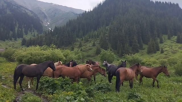 Жайлау жасыл кол смотреть онлайн