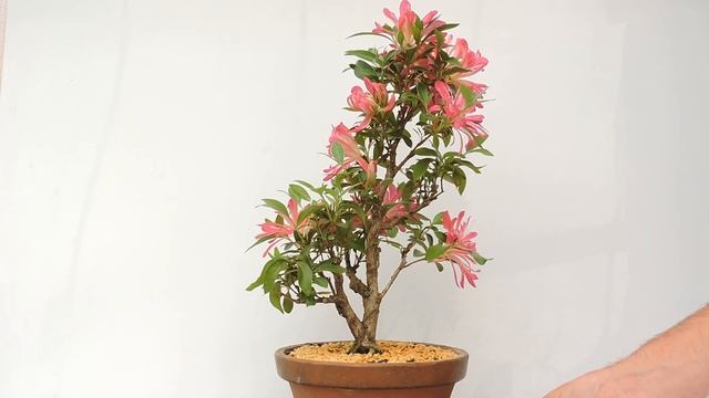 Vídeo 360º Bonsái Rhododendron Indicum Azalea. RDI35 смотреть онлайн