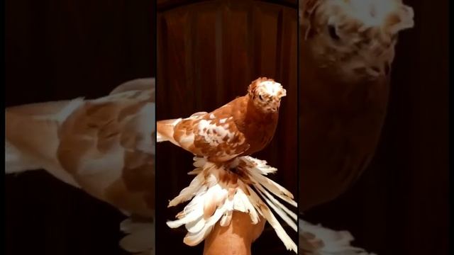 ШИКАРНАЯ КОЛЛЕКЦИЯ **2 Часть** Узбекские двухчубые голуби. Tauben. Pigeons смотреть онлайн