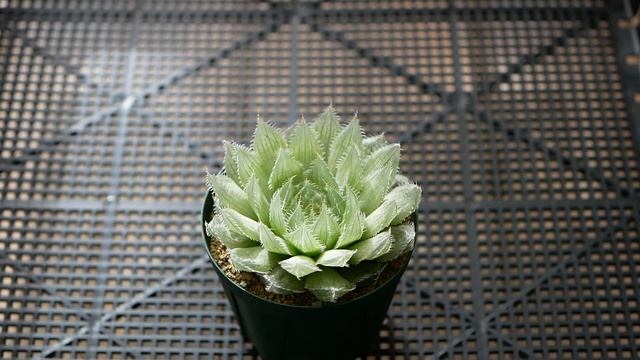 [品種紹介] 多肉植物 Haworthia bolusii [ハオルチア ボルシー] смотреть онлайн