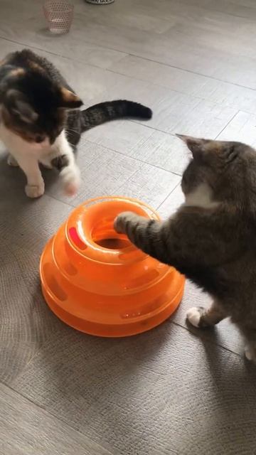 Интерактивная игрушка для кошек смотреть онлайн